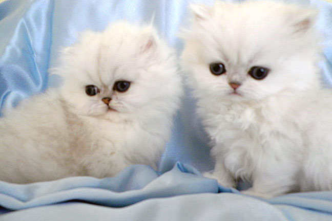 kits6